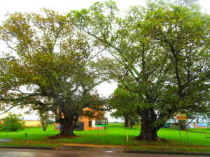 Raymond Terrace Barristers » Raymond Terrace Barristers